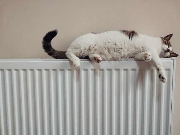 radiateur-electrique-chat