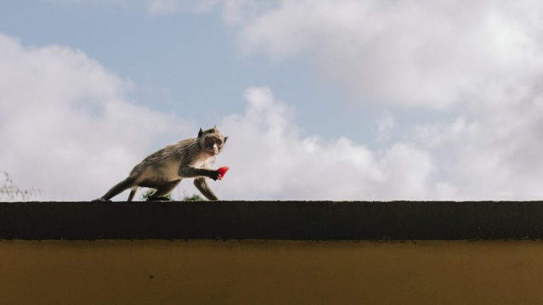 singe qui vole pour montrer les arnaques immobilière