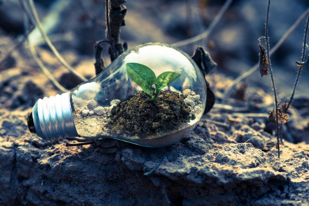 ampoule verte avec une plante dedans